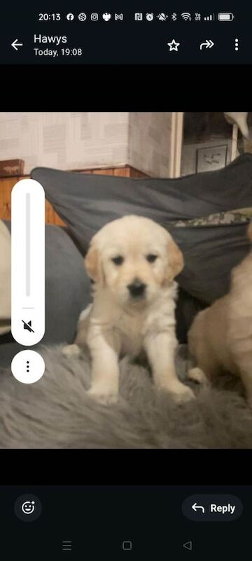 Golden Retriever puppies for sale in Newcastle Emlyn / Castell Newydd Emlyn, Dyfed – 11 weeks old - Image 5 of 5