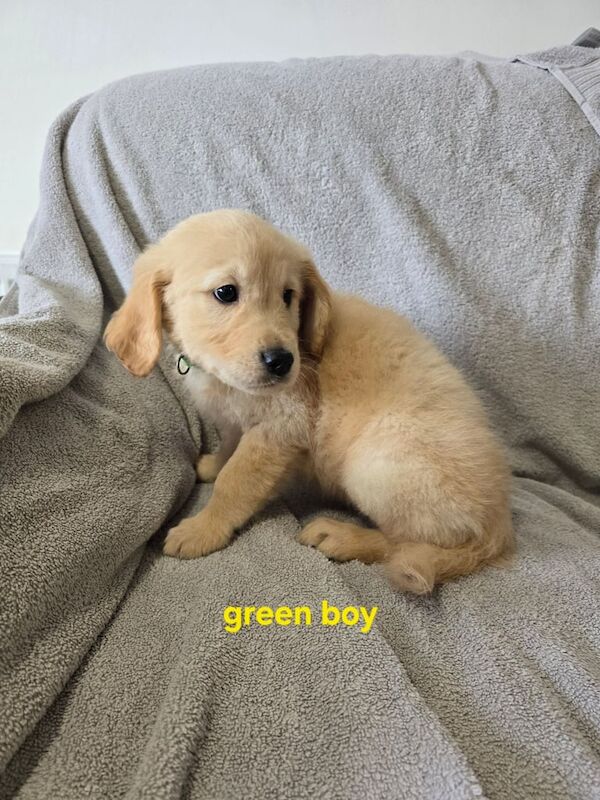 Golden Retriever puppies for sale in Oldham, Greater Manchester – 1 year old - Image 3 of 3