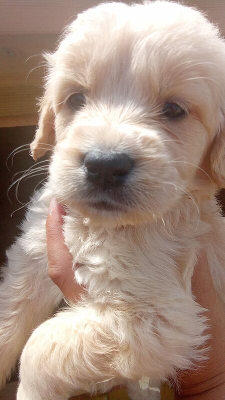 Golden Retriever puppies for sale in Tamworth, Staffordshire – KC registered, 11 weeks old