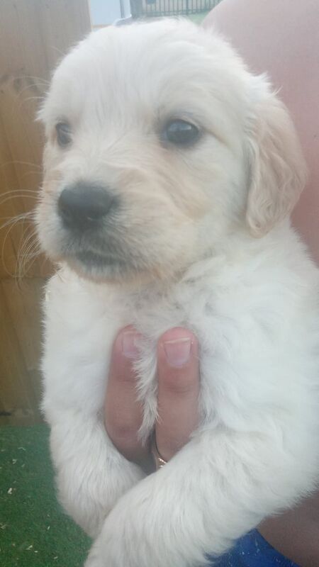 Golden Retriever puppies for sale in Tamworth, Staffordshire – KC registered, 3 months old - Image 2 of 3