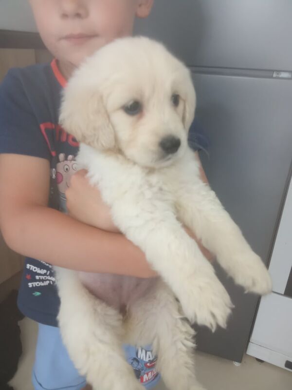 Golden Retriever puppies for sale in Tamworth, Staffordshire – KC registered, 3 months old - Image 3 of 3