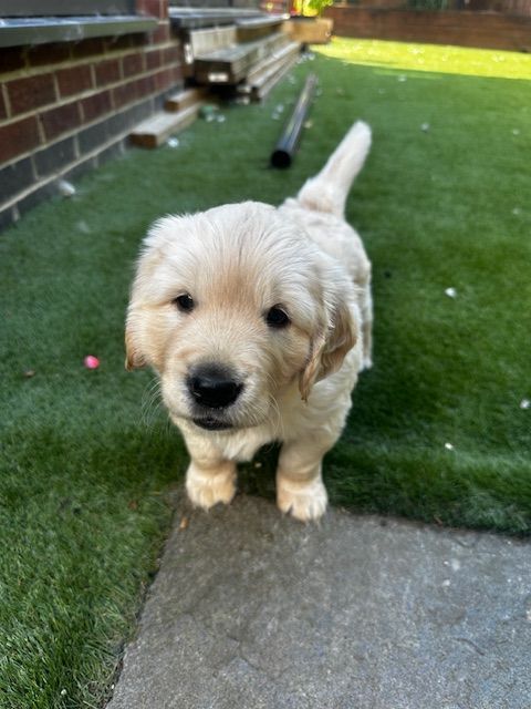 Golden Retriever puppies for sale in York, North Yorkshire – KC registered, 6 months old - Image 2 of 3