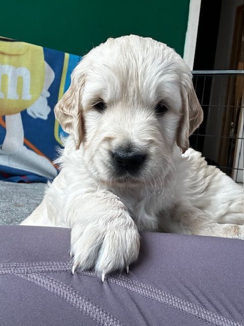 Golden Retriever puppies for sale in York, North Yorkshire – KC registered, 6 months old - Image 3 of 3