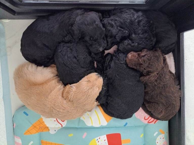 Goldendoodle puppies - Image 2 of 5