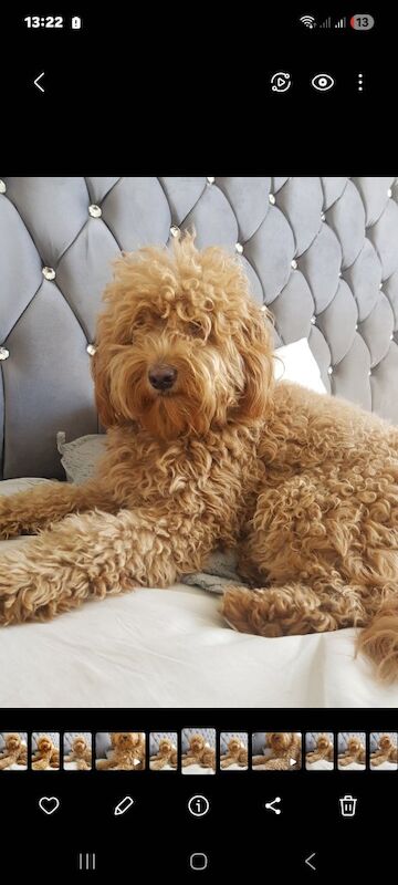 Goldendoodle puppies - Image 3 of 5