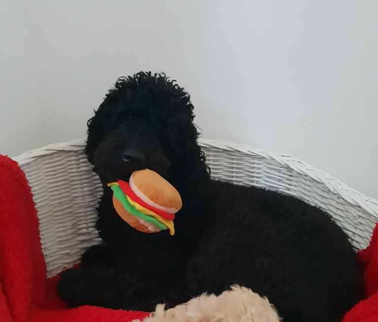 Goldendoodle puppies - Image 4 of 5
