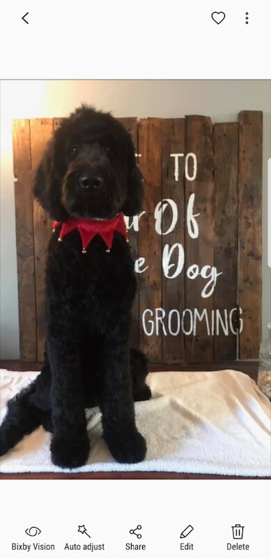 Goldendoodle puppies - Image 5 of 5