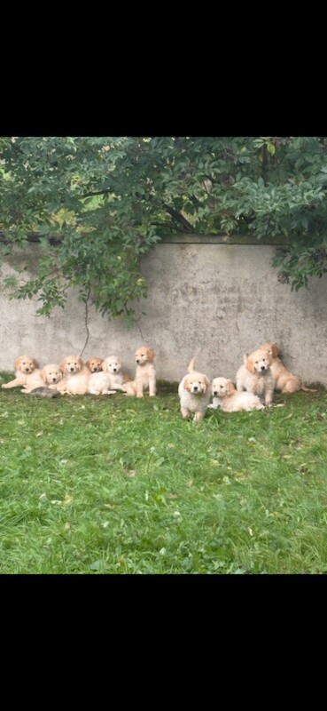 Goldendoodle puppies