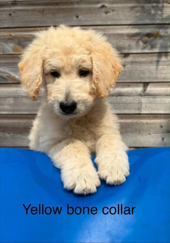 Goldendoodle puppies for sale