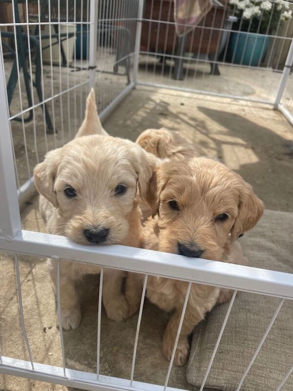 Goldendoodle pups