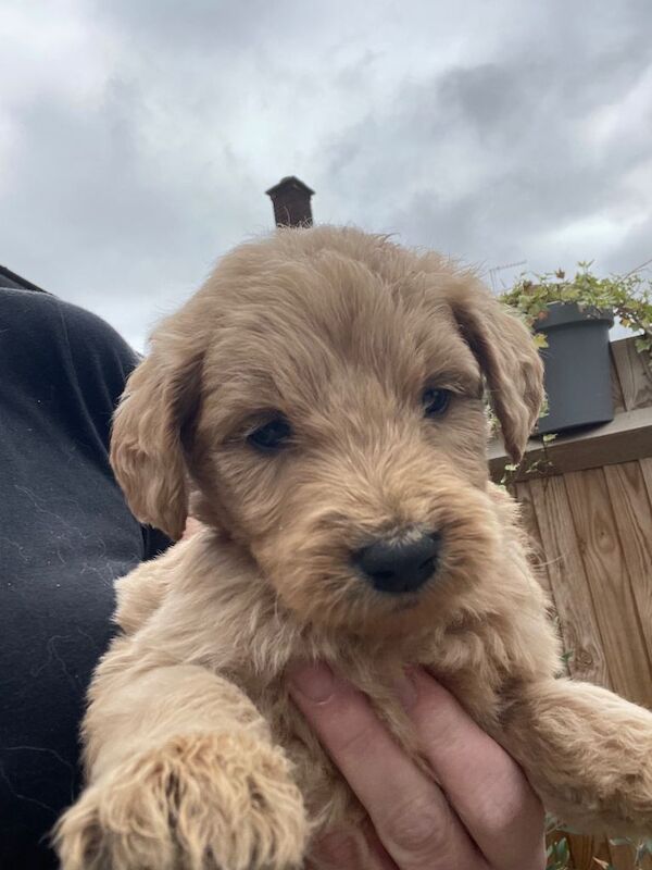 Goldendoodle pups - Image 3 of 3