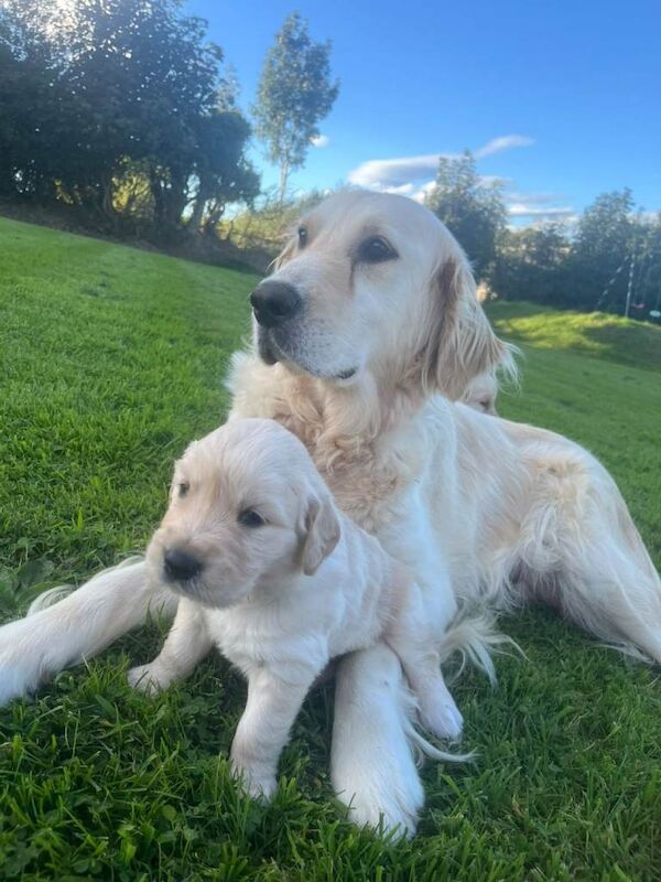 GONE Golden Retriever Puppies