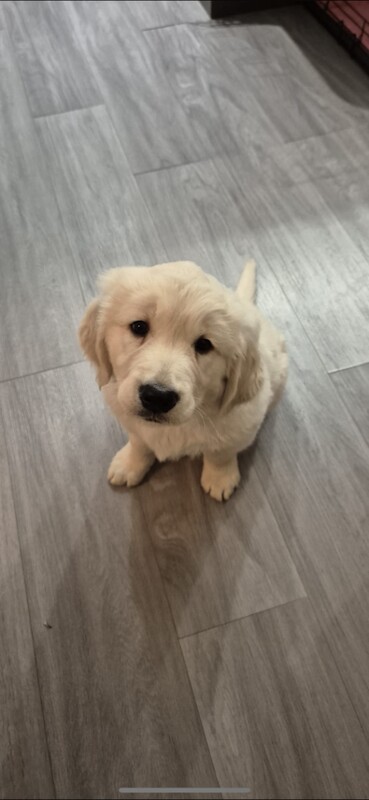 Golden Retriever puppies for sale in Bishop's Waltham, Hampshire – 8 weeks old