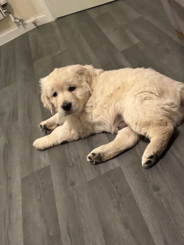 Golden Retriever puppies for sale in Bishop's Waltham, Hampshire β 8 weeks old - Image 3 of 3