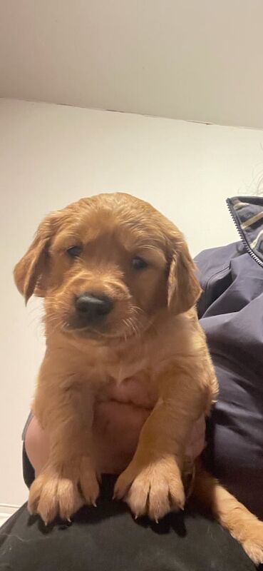 Gorgeous Dark KC registered Golden Retriever puppies for sale in March, Cambridgeshire - Image 2