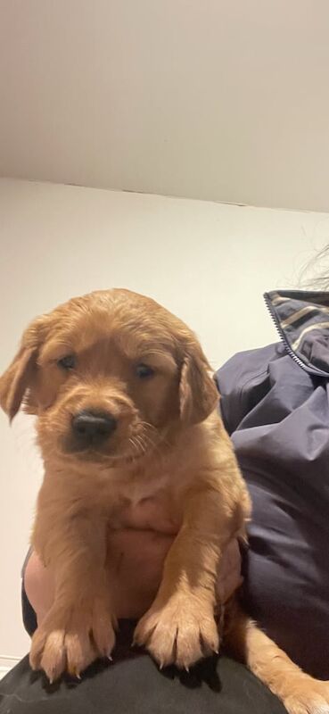 Gorgeous Dark KC registered Golden Retriever puppies for sale in March, Cambridgeshire - Image 3