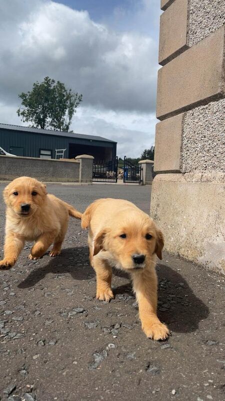 Golden Retriever puppies for sale in Draperstown, County Londonderry β 9 weeks old