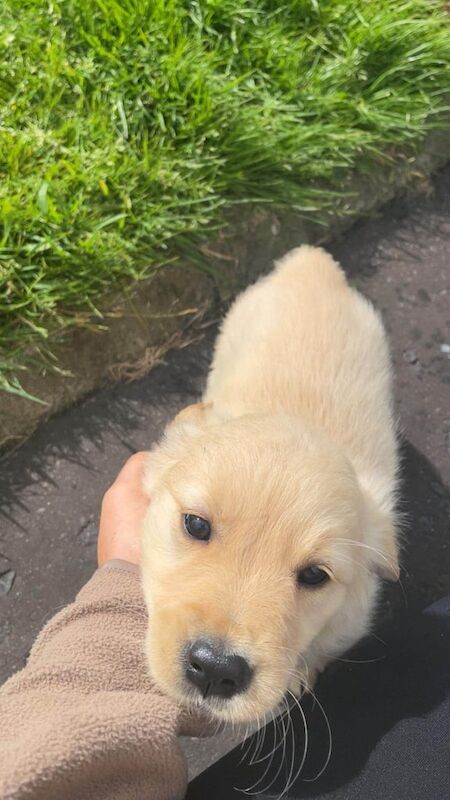 Golden Retriever puppies for sale in Draperstown, County Londonderry – 9 weeks old - Image 2 of 3
