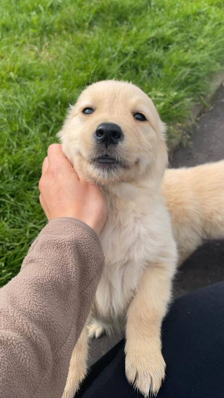 Golden Retriever puppies for sale in Draperstown, County Londonderry – 9 weeks old - Image 3 of 3