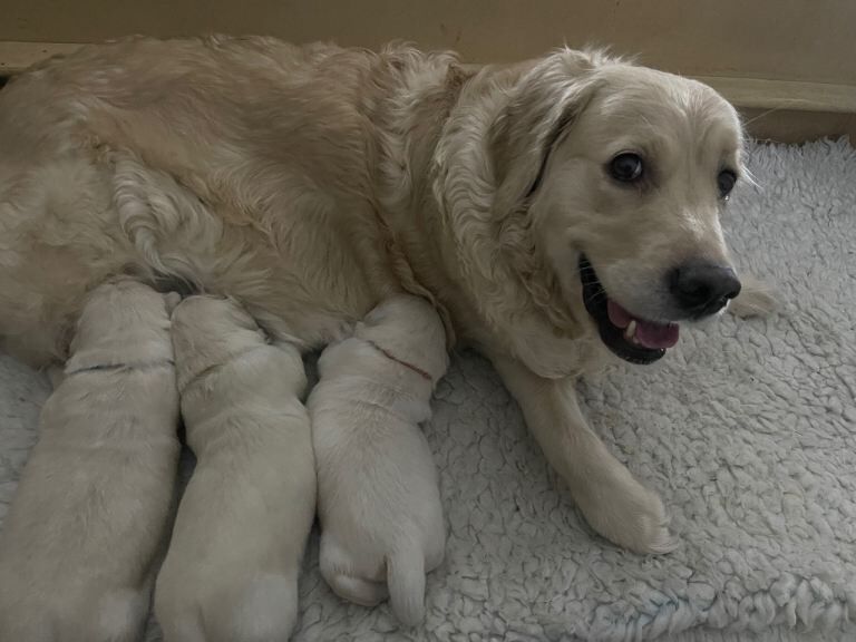 Kennel Club Registered Golden Retriever Puppies For Sale
