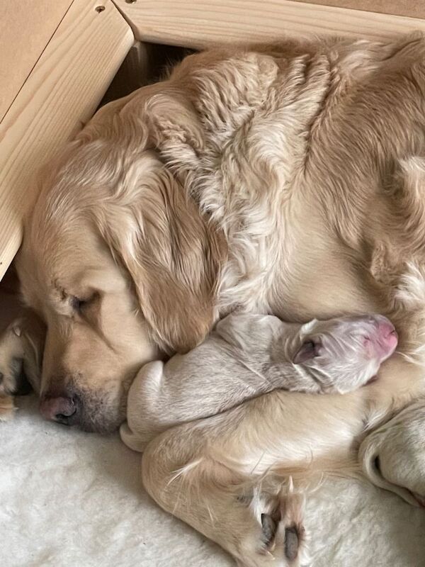 Golden Retriever puppies for sale in Forfar, Angus – KC registered, 3 weeks old - Image 2 of 4