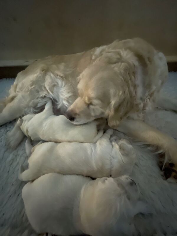 Golden Retriever puppies for sale in Forfar, Angus – KC registered, 3 weeks old - Image 3 of 4
