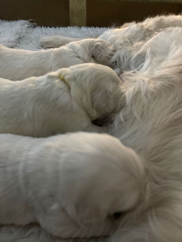 Golden Retriever puppies for sale in Forfar, Angus – KC registered, 3 weeks old - Image 4 of 4