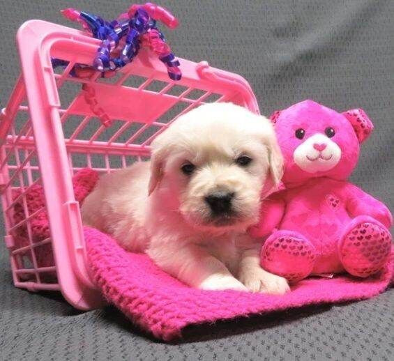 Golden Retriever puppies for sale in Cardiff – 4 weeks old