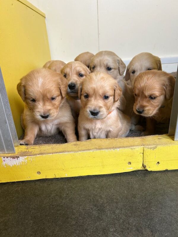Kennel Club Registered Golden Retriever Puppies For Sale