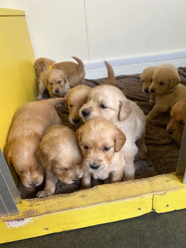 Gorgeous golden retriever puppies for sale - Image 2 of 6