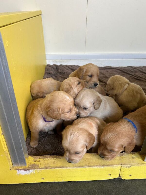 Gorgeous golden retriever puppies for sale - Image 3 of 6