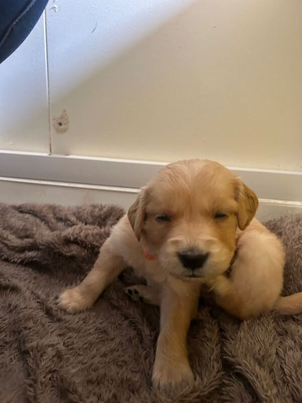 Gorgeous golden retriever puppies for sale - Image 4 of 6