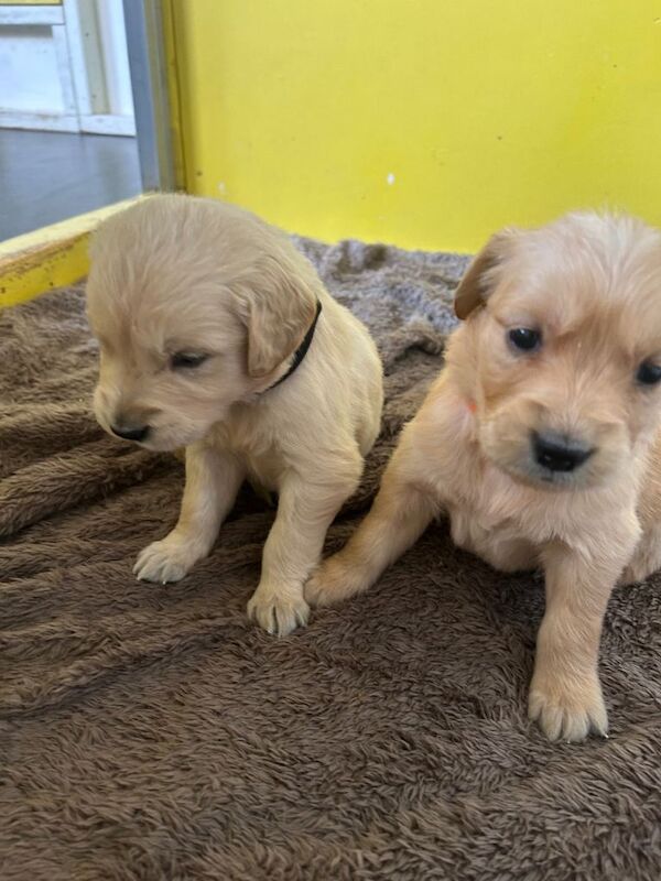 Gorgeous golden retriever puppies for sale - Image 5 of 6
