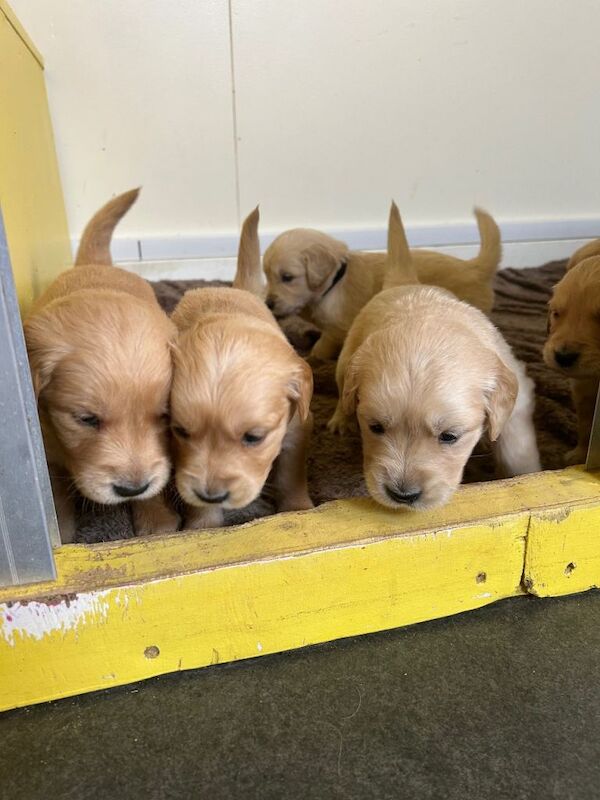 Gorgeous golden retriever puppies for sale - Image 6 of 6