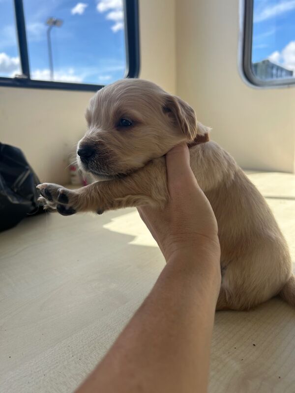 Golden Retriever puppies for sale in Chelmsford, Essex – 5 weeks old