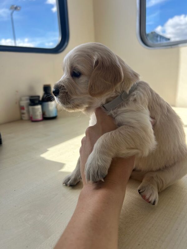 Golden Retriever puppies for sale in Chelmsford, Essex – 9 weeks old - Image 2 of 15
