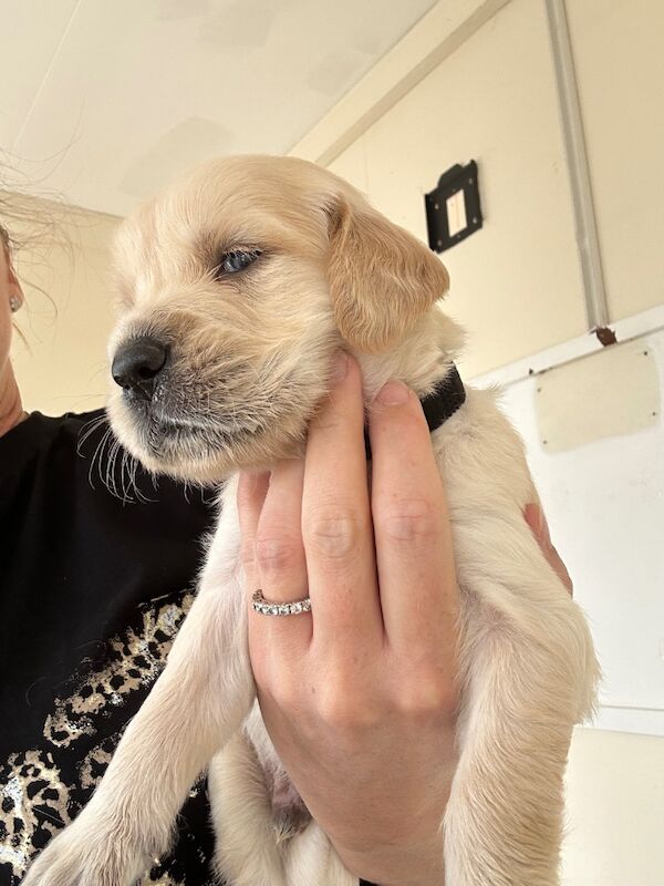 Golden Retriever puppies for sale in Chelmsford, Essex – 9 weeks old - Image 3 of 15