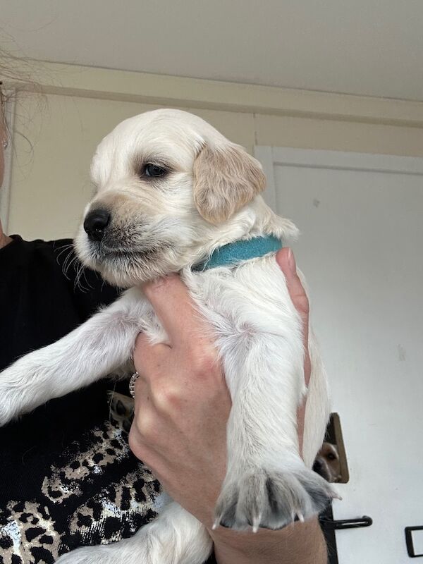 Golden Retriever puppies for sale in Chelmsford, Essex – 9 weeks old - Image 4 of 15