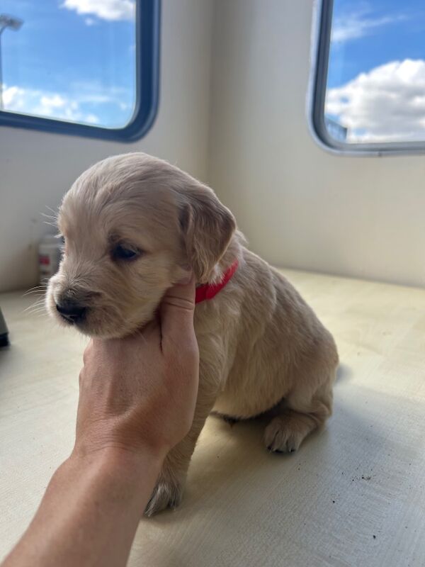 Golden Retriever puppies for sale in Chelmsford, Essex – 9 weeks old - Image 5 of 15