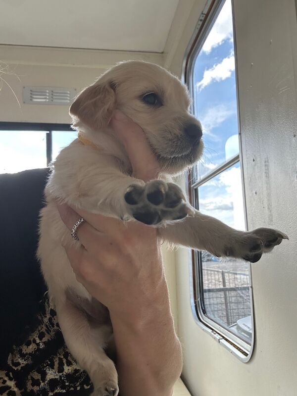 Golden Retriever puppies for sale in Chelmsford, Essex – 9 weeks old - Image 6 of 15