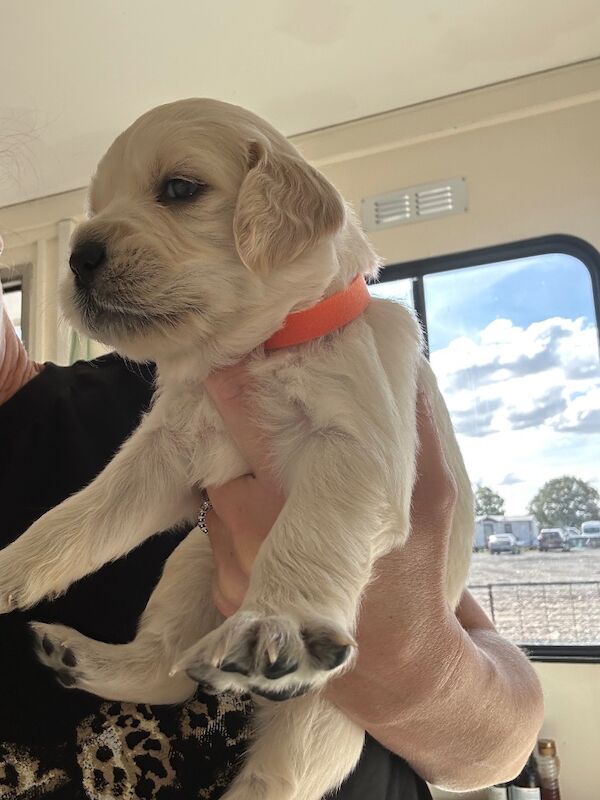 Golden Retriever puppies for sale in Chelmsford, Essex – 9 weeks old - Image 7 of 15