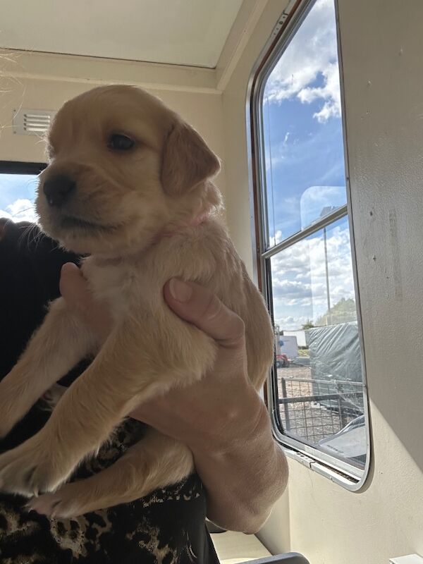 Golden Retriever puppies for sale in Chelmsford, Essex – 9 weeks old - Image 8 of 15