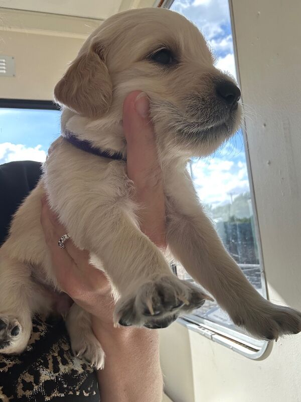 Golden Retriever puppies for sale in Chelmsford, Essex – 9 weeks old - Image 9 of 15