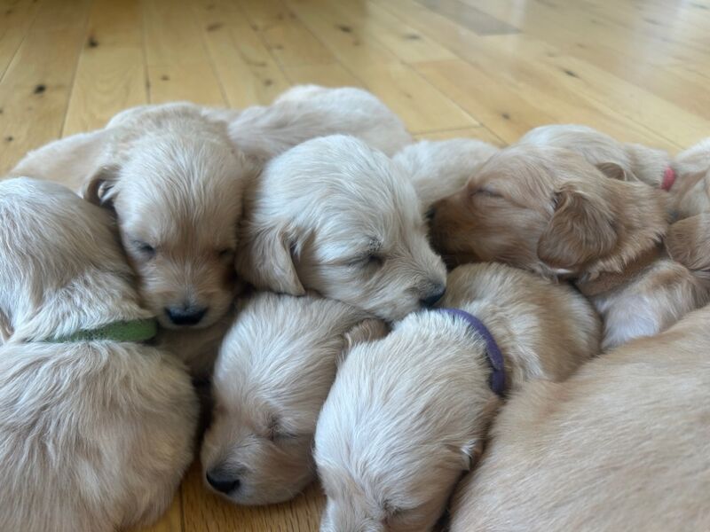 Golden Retriever puppies for sale in Chelmsford, Essex – 9 weeks old - Image 10 of 15