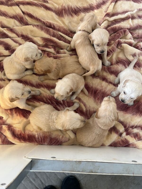 Golden Retriever puppies for sale in Chelmsford, Essex – 9 weeks old - Image 11 of 15