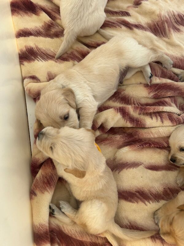 Golden Retriever puppies for sale in Chelmsford, Essex – 9 weeks old - Image 12 of 15