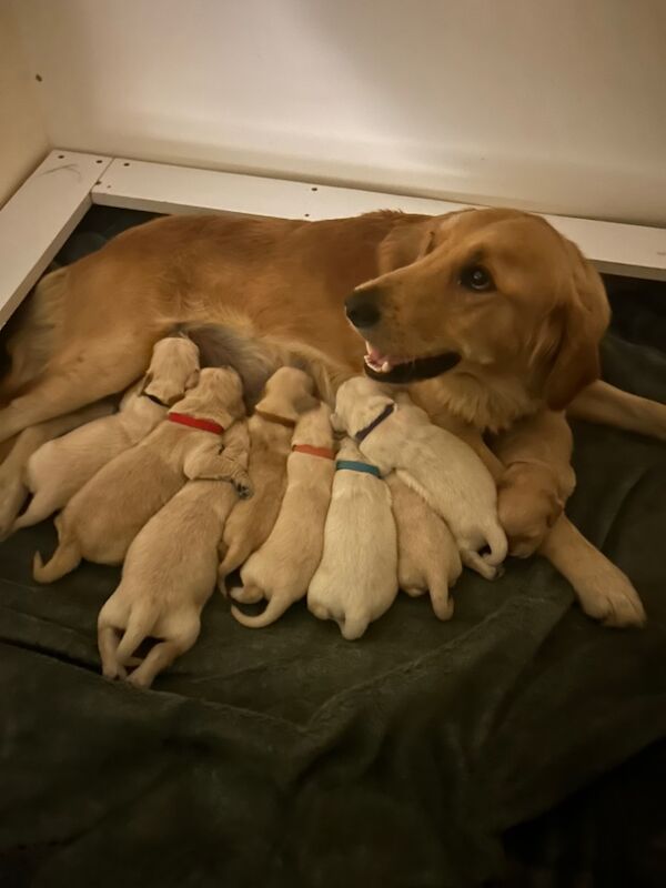Golden Retriever puppies for sale in Chelmsford, Essex – 9 weeks old - Image 14 of 15