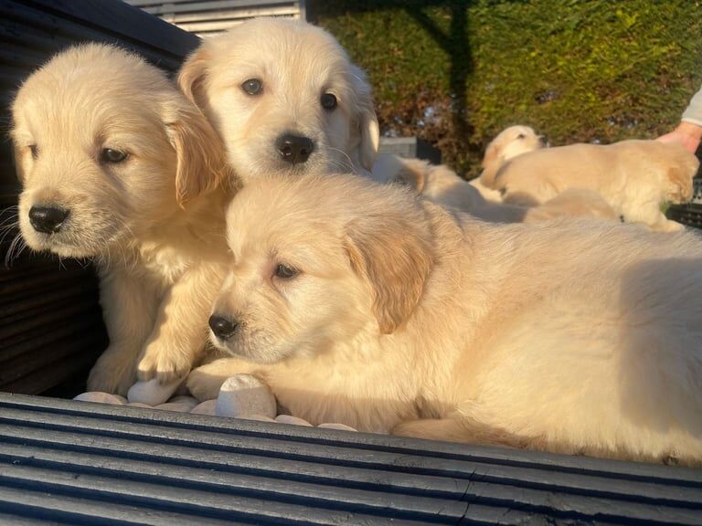 Golden Retriever puppies for sale in Newry, County Armagh – KC registered, 9 months old - Image 2 of 3