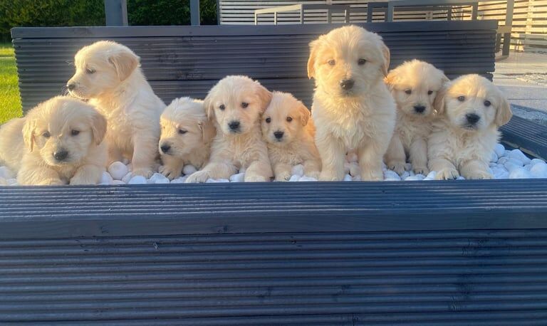 Gorgeous golden retriever pups for sale in Newry, County Armagh - Image 3