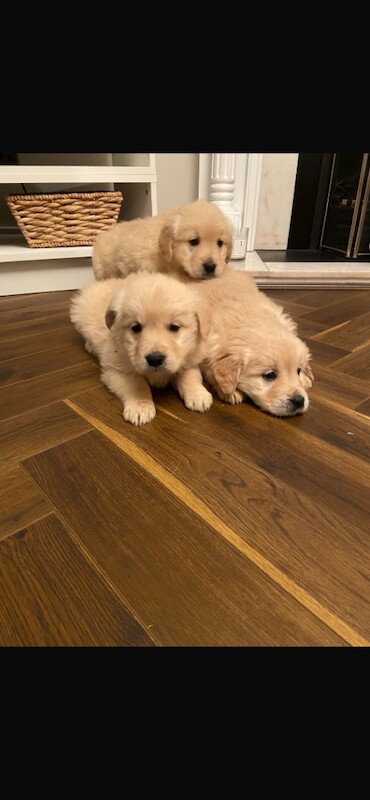 Golden Retriever Puppies For Sale
